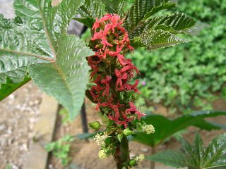 Ricinus communis LINN.